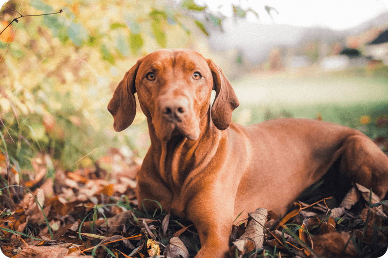 Vizsla