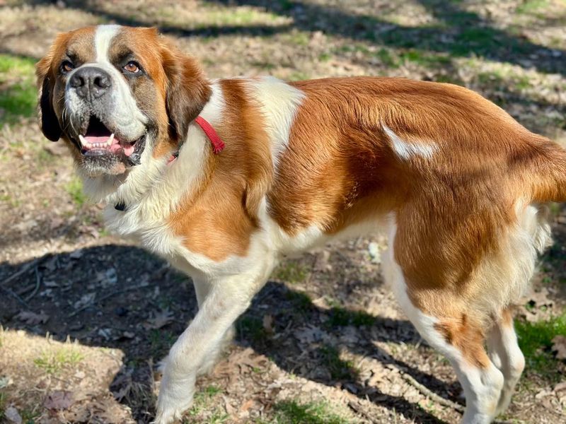 Saint Bernard