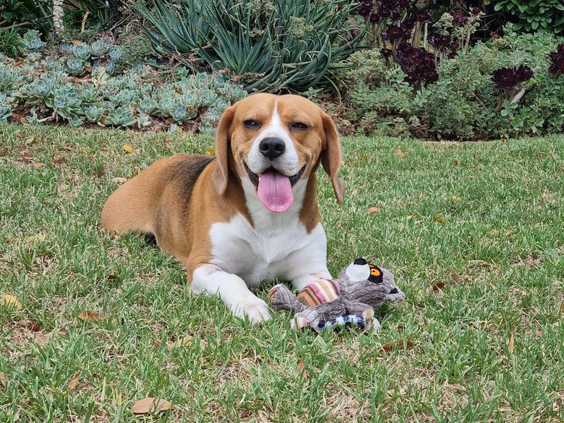 Beagle