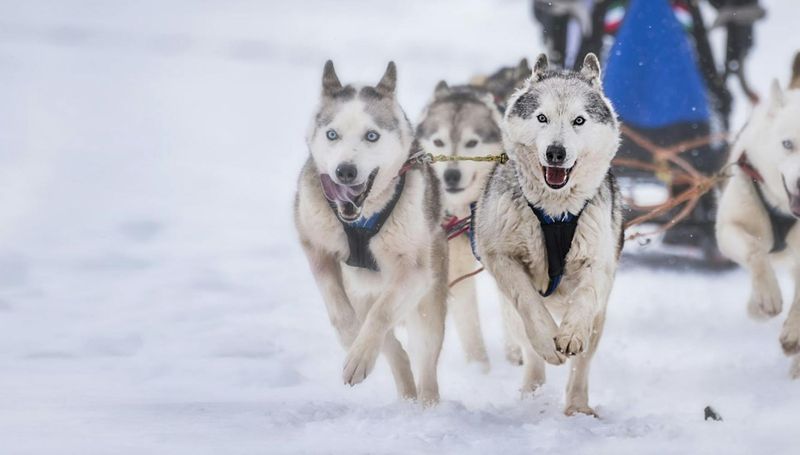 Siberian Husky