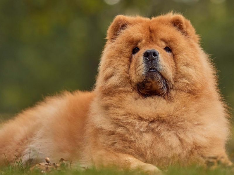 Chow Chow