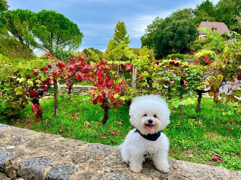Bichon Frise