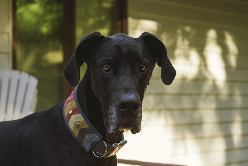 Great Dane