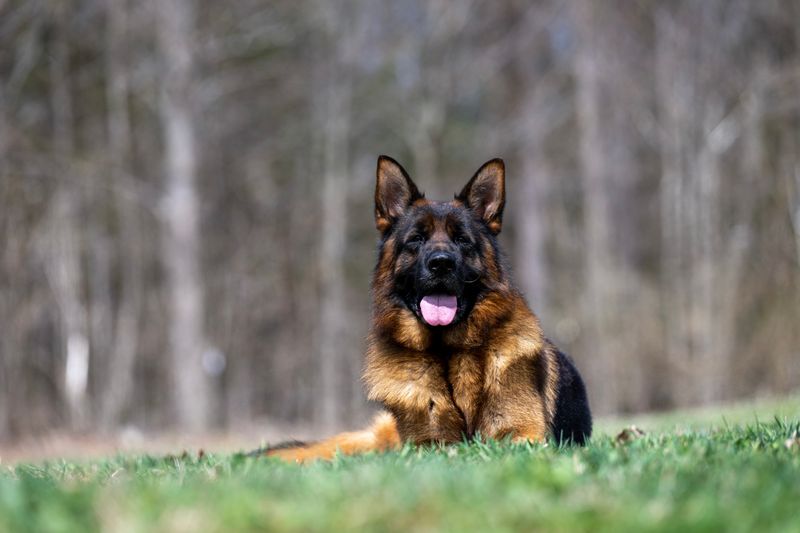 German Shepherd