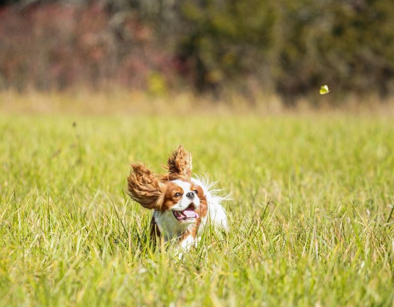 Cavalier King Charles Spaniel