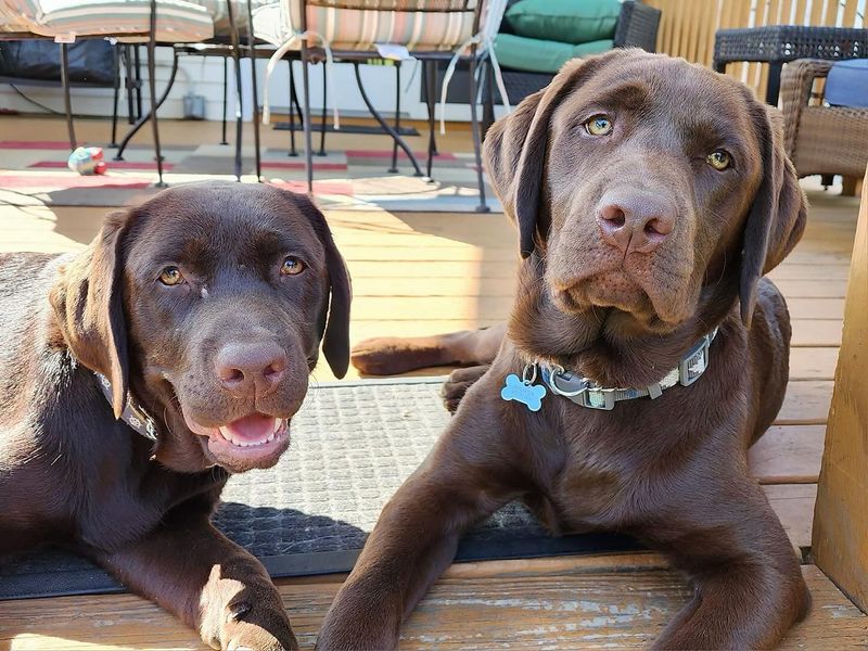 Labrador Retriever