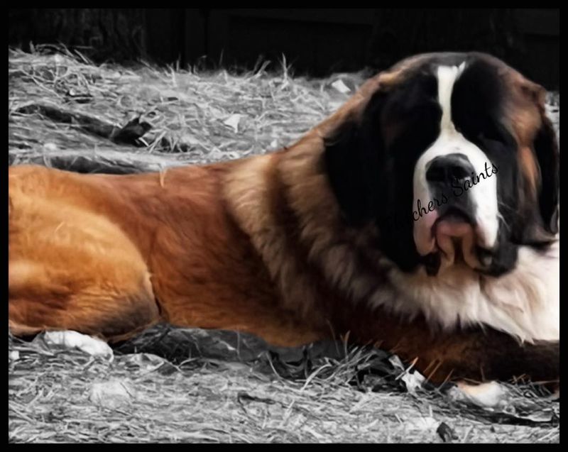 St. Bernard
