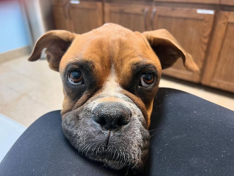 Boxer