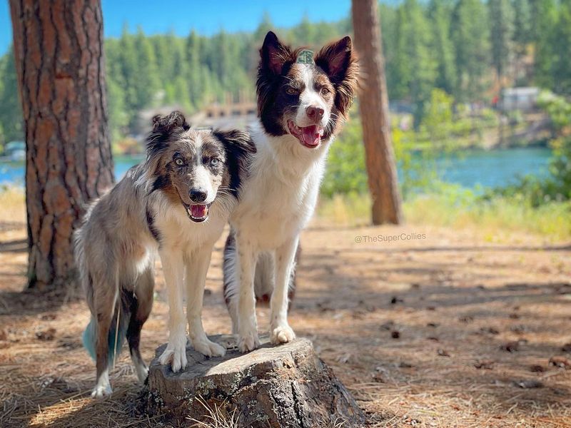Collie