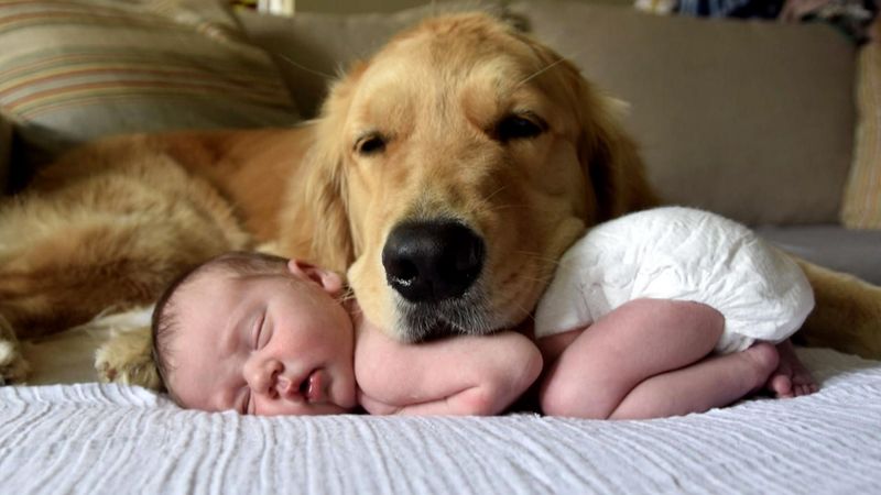 Golden Retriever