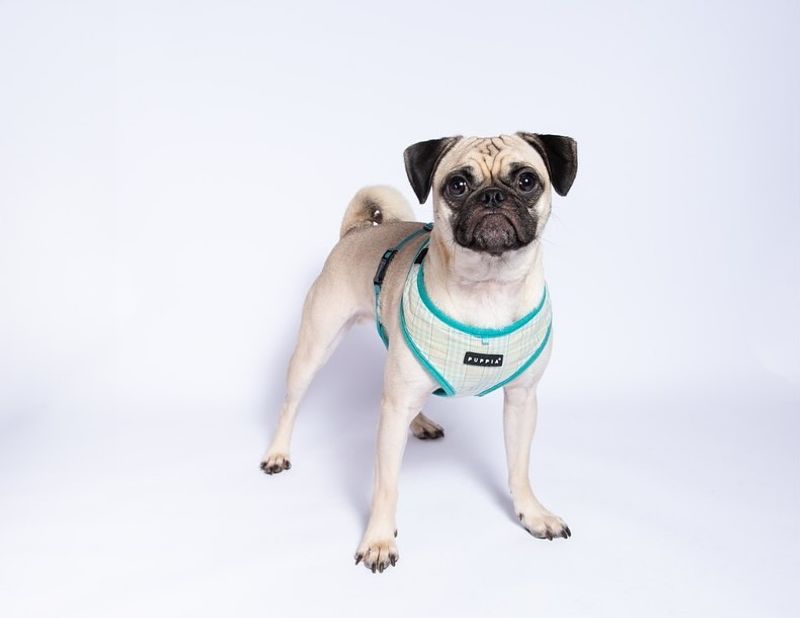 Pug