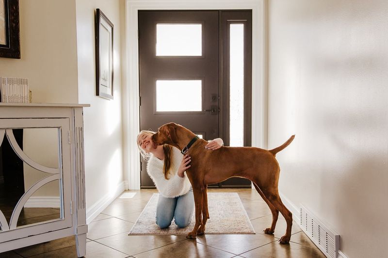 Vizsla