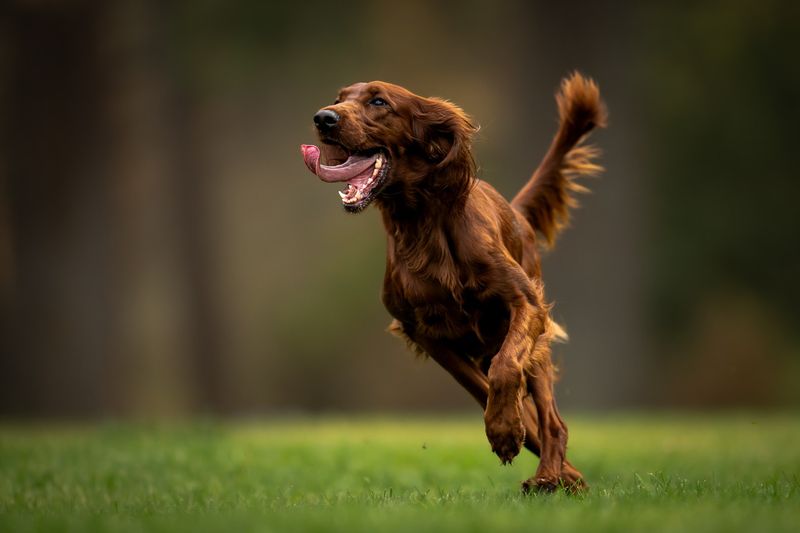 Irish Setter