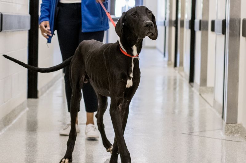 Great Dane