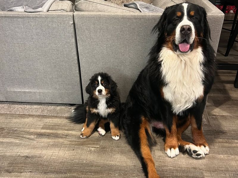 Bernese Mountain Dog