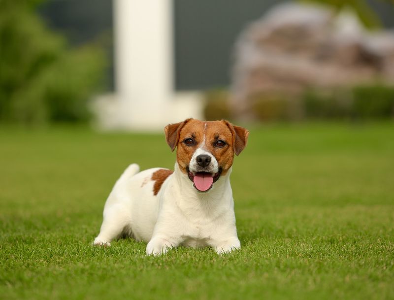 Jack Russell Terrier