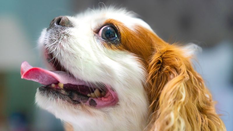 Cavalier King Charles Spaniel