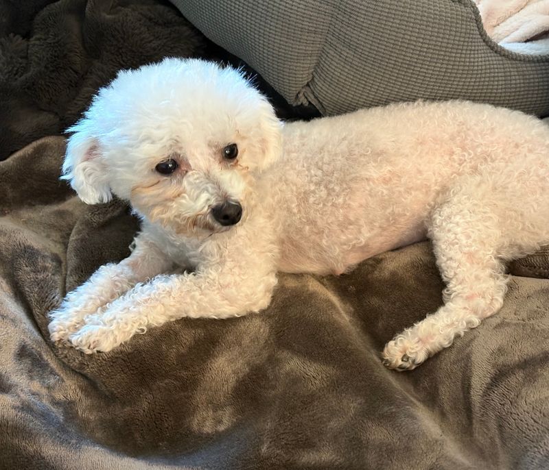 Bichon Frise