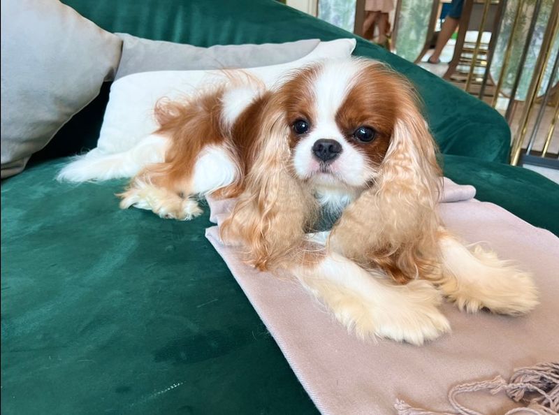 Cavalier King Charles Spaniel