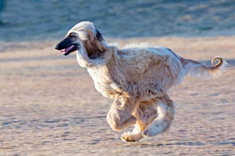 Afghan Hound