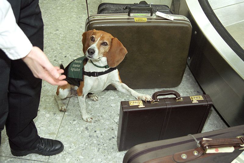 Beagle