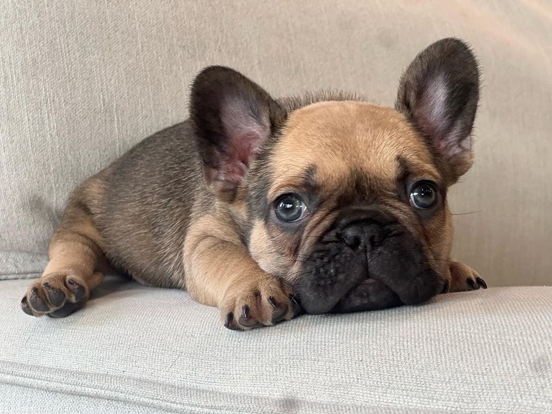 French Bulldog
