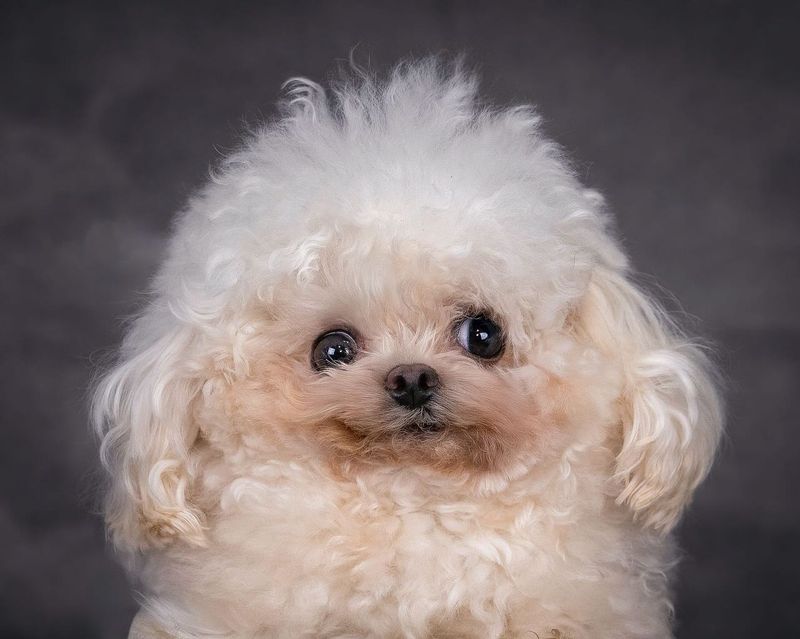 Bichon Frise