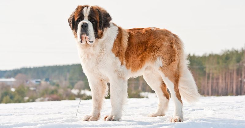 Saint Bernard