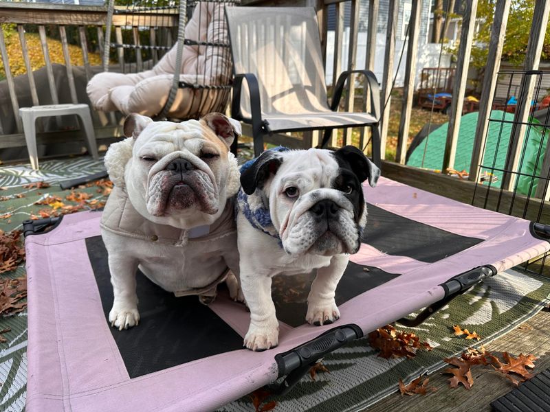 English Bulldog