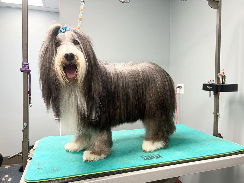 Bearded Collie