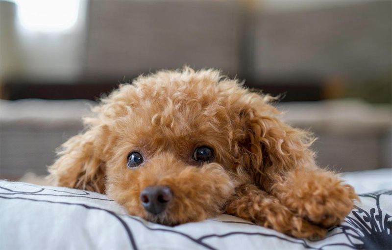Poodle