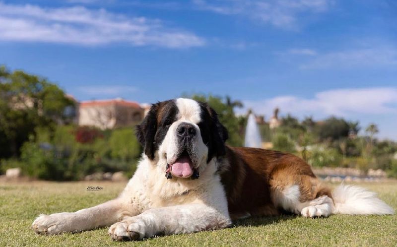 Saint Bernard