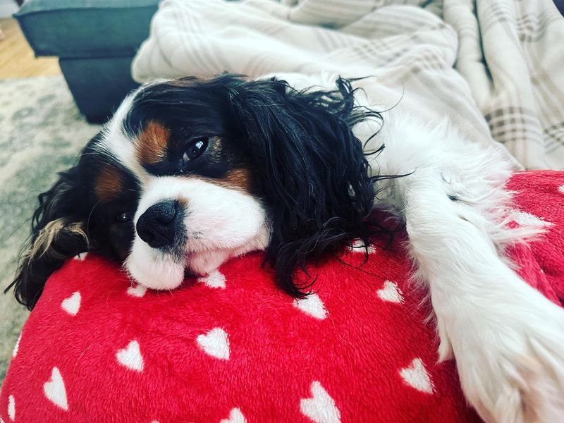 Cavalier King Charles Spaniel