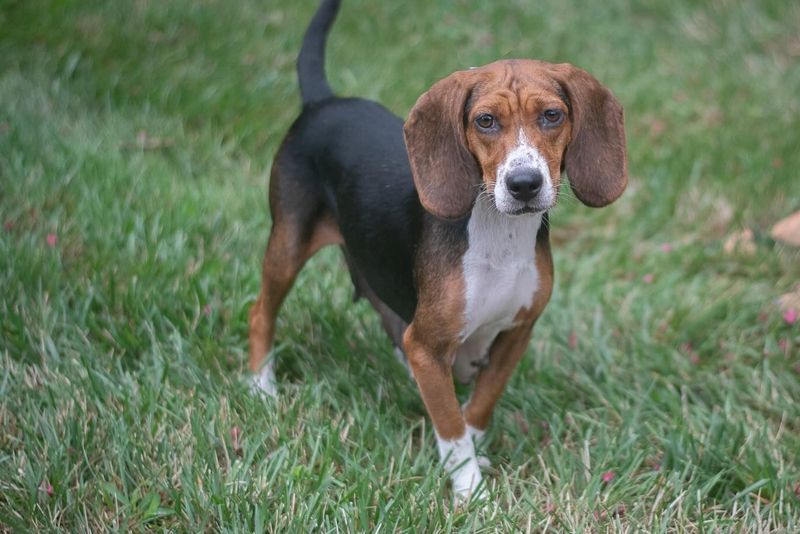 Beagle