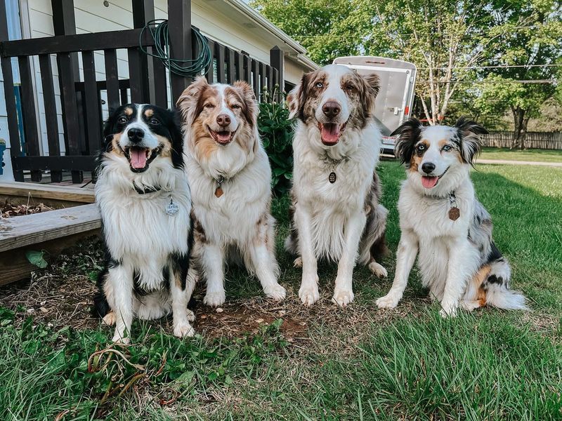 Australian Shepherd