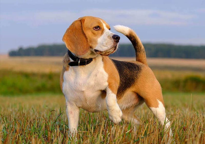 Beagle