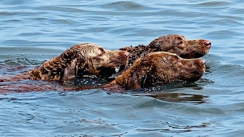 Chesapeake Bay Retriever