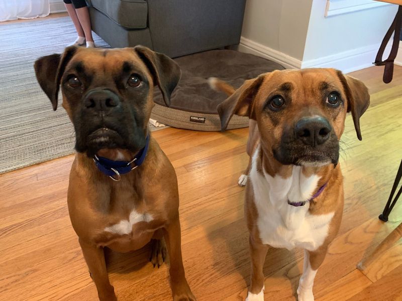 Boxer