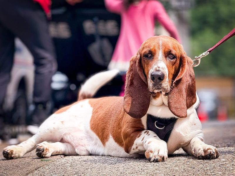 Basset Hounds