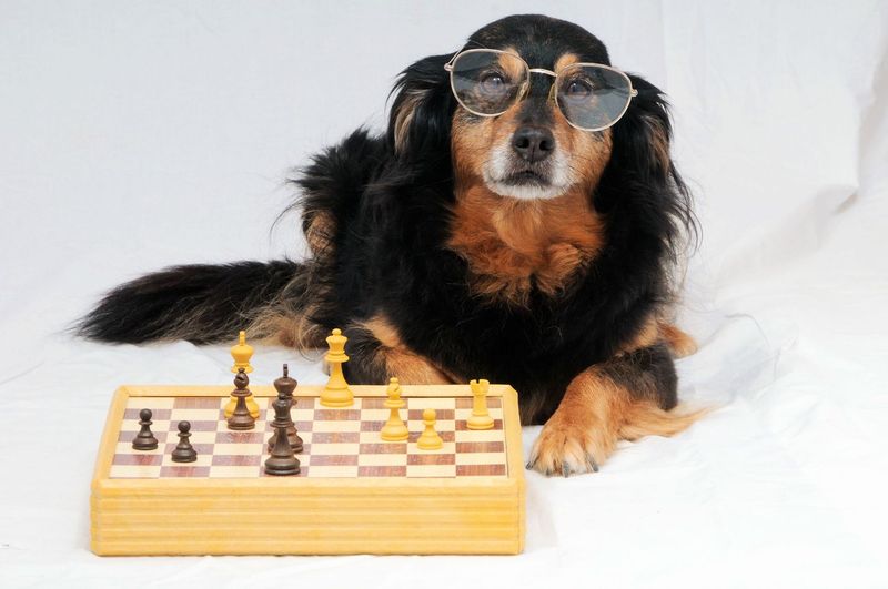 Brain Training for Dogs