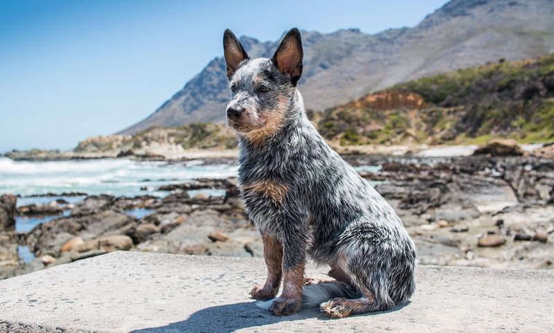 Australian Cattle Dog