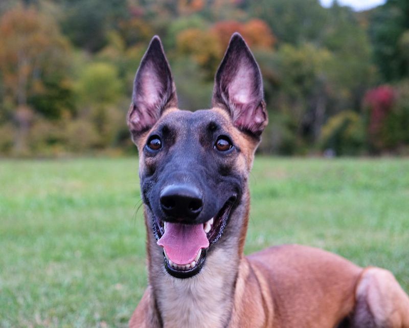 Belgian Malinois