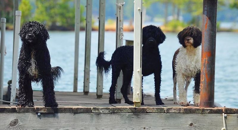 Portuguese Water Dog