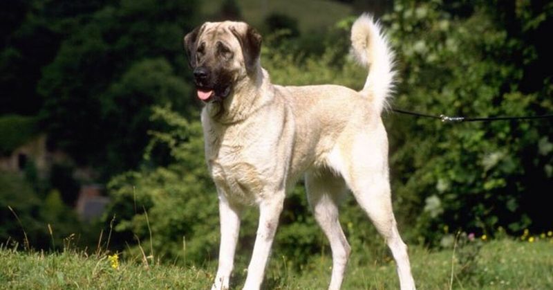 Anatolian Shepherd