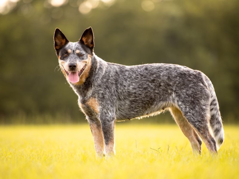 Australian Cattle Dog