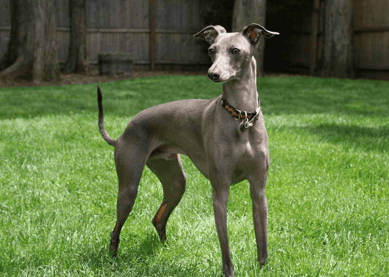 Greyhound