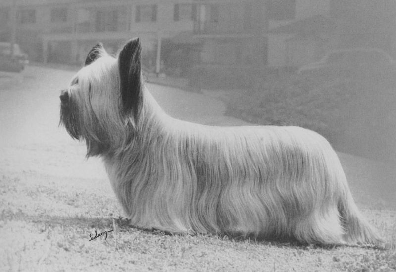 Skye Terrier