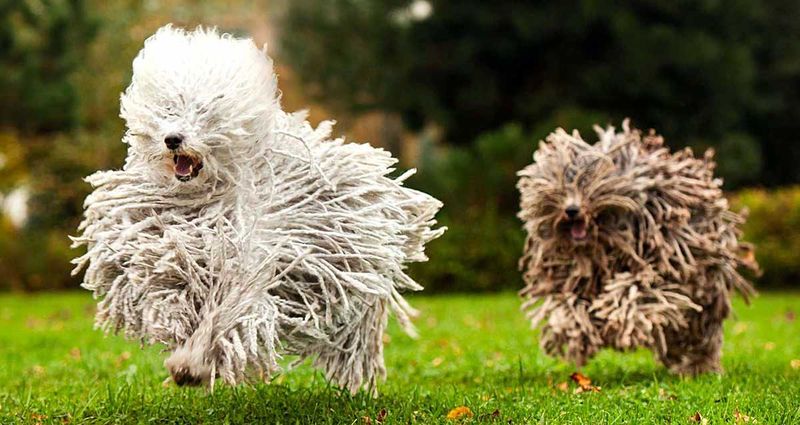 Puli
