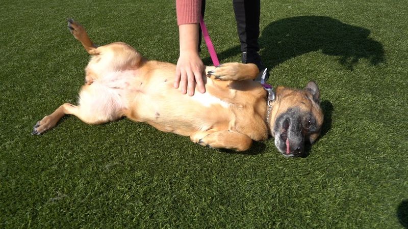 Rolling Over for Belly Rubs