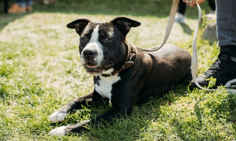 Pit Bull Terrier